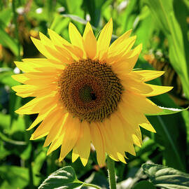 One sunflower by Seeables Visual Arts