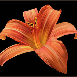 Orange Mexican Lily by Sue Leonard