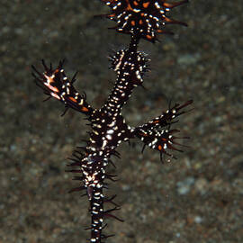 Ornate Ghost Pipefish by Brian Weber