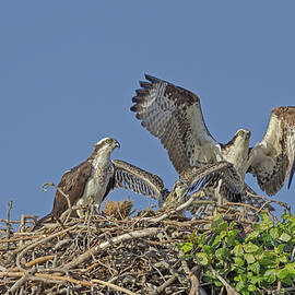 Osprey Family Nesting by Susan Candelario