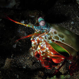 Peacock Mantis Shrimp by Brian Weber