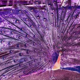 Peacock showing off by Bruce Block