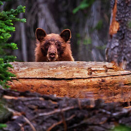 Peek-a-Boo Boo 2 - Black Bear in Lassen Volcanic National Park by Mike Lee