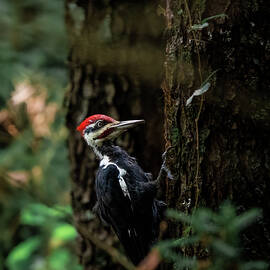 Pileated by James Overesch