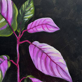 Pink Lady by Lucia Stewart