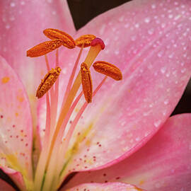 Pink Lily closeup by Jean Noren