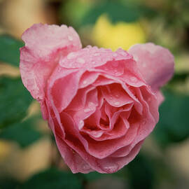Pink rose by Seeables Visual Arts