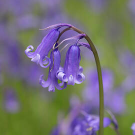Purple Bluebells in Bloom by Shirley Mitchell