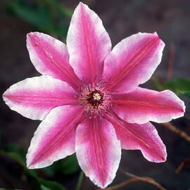 Purple clematis by Seeables Visual Arts