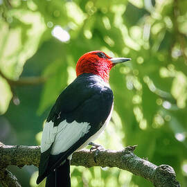Red-Headed Woodpecker on a Branch by Natural Focal Point Photography
