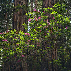 Rhododendron and Redwoods, California by Abbie Matthews