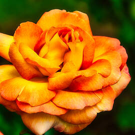 Rose by Bruce Block
