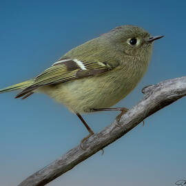 Ruby-crowned Kinglet on a Branch by Joe Fisher