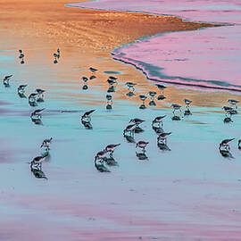 Sandpipers at Sunset by Bruce Block