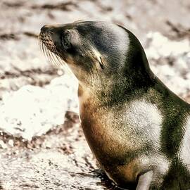 Sea Lion in the Galapagos by Bruce Block