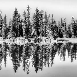 Serene Forest Reflection by Bruce Block