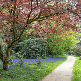 Serene Garden  by Shirley Mitchell
