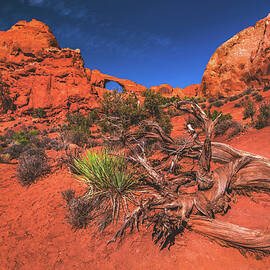 Skyline Arch, Utah by Abbie Matthews