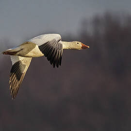 Snow Geese In Flight  by Susan Candelario