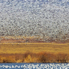 Snow Geese Migration by Susan Candelario