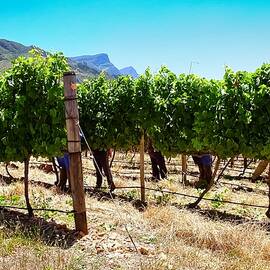 Stellenbosch Mountain Vineyard by Travel Essayist