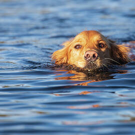 Swimming Golden by Mike Lee