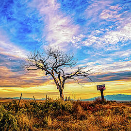 The Welcome Tree by Robert Niemeier