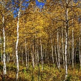 Timpanagos Alpine Loop Utah by Tommy Farnsworth