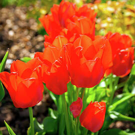 Tulips by Seeables Visual Arts