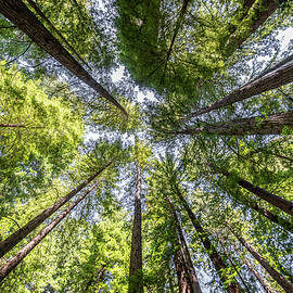 Up by Matt Halvorson