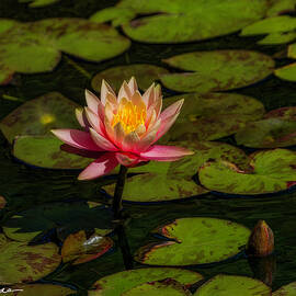 Water Lily by Joe Fisher