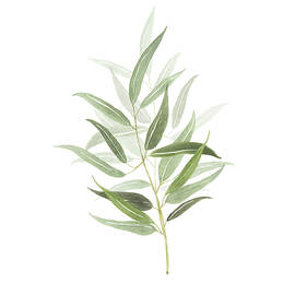Eucalyptus Globulus Labill #01 by Agnes Szafranska