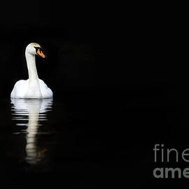 White swan reflected in calm water #1 Metal Print by Jane Rix