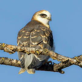 White-tailed Kite Juvenile by Joe Fisher