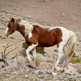 Wild Paint Stallion by Waterdancer