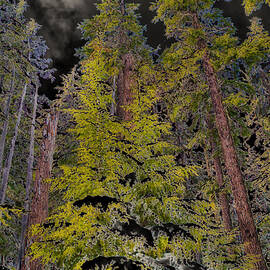 Winter Forest by Bruce Block