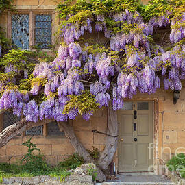 Wisteria on a Cotswolds stone cottage, Broadway, England by Neale And Judith Clark