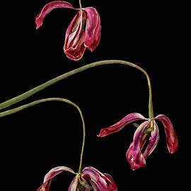 Withered Tulips by Elvira Peretsman