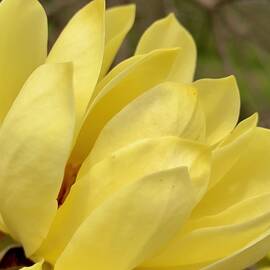 Yellow Magnolia  by Veterans Aerial Media LLC