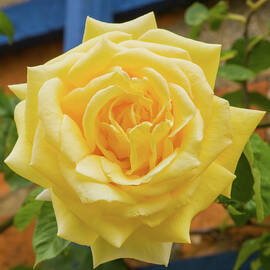 Ykellow rose by Seeables Visual Arts