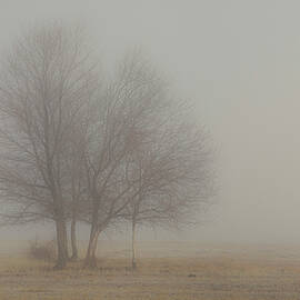Young Oaks in Morning Fog by Mike Lee