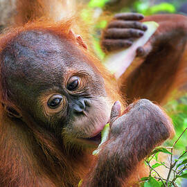 Young orangutan eating a slice of fruit in a lush green environment by Miroslav Liska