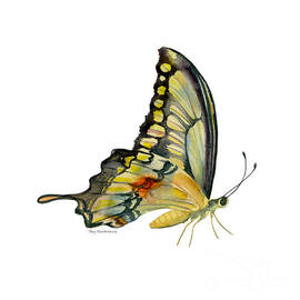 104 Perched Swallowtail Butterfly by Amy Kirkpatrick