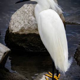 Snowy Egret by Joe Fisher