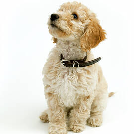 A cute Cockapoo puppy on a white background by Seeables Visual Arts