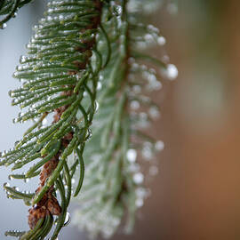 Almost Winter #2 by Linda Triplett