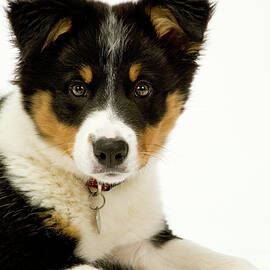 Border collie pups on white seamless by Seeables Visual Arts