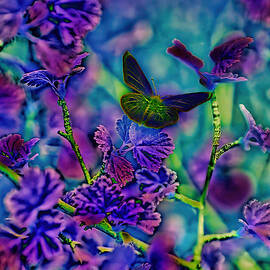Butterfly by Bruce Block