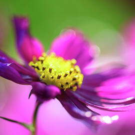 Cosmos by Ursula Abresch