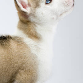 Cute husky puppy on white seamless by Seeables Visual Arts